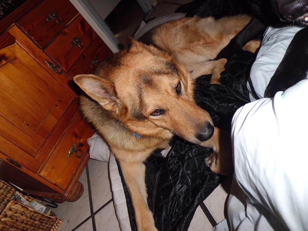 Schæferhund Tiger - hehe billede 7