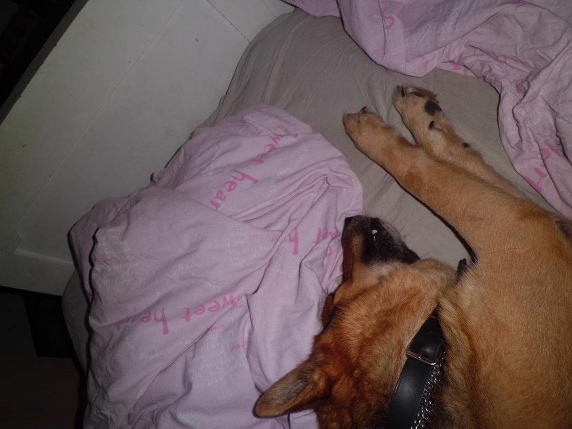 Schæferhund Tiger - putter i min datters seng billede 8