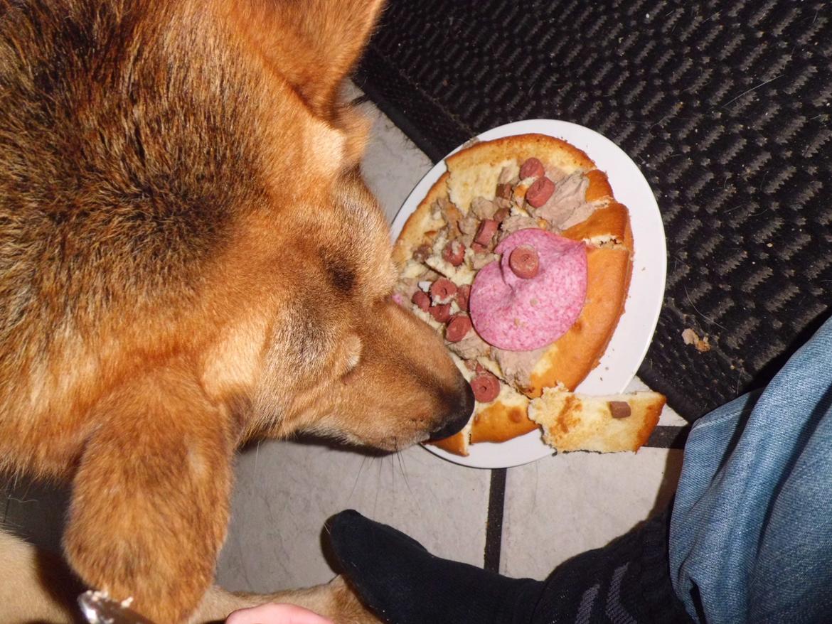 Schæferhund Tiger - hans fødselsdags lagkage billede 9