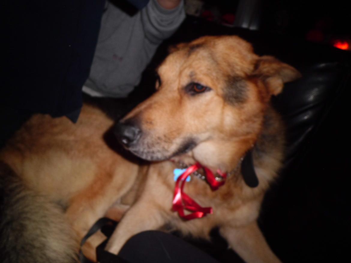 Schæferhund Tiger - jul 2013 billede 10