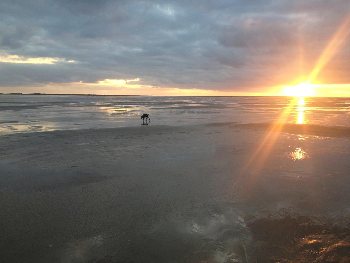 Whippet *StarRunners Dex - Rømø - vadehavet 2013 billede 27