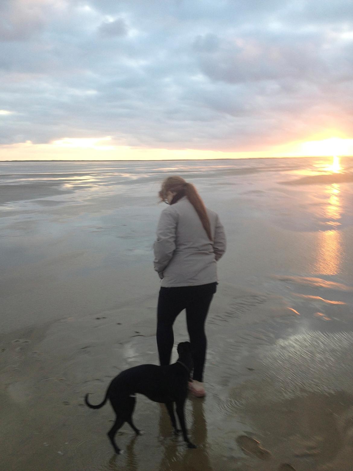 Whippet *StarRunners Dex - Sommer 2013 på Rømø ved Vadehavet. billede 29