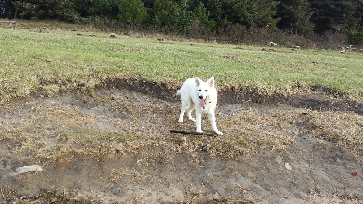Hvid schæfer Kenzo billede 20