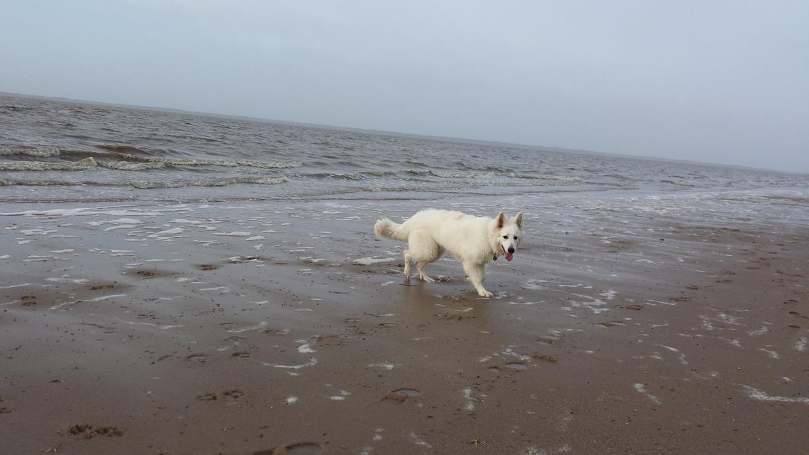 Hvid schæfer Kenzo billede 21