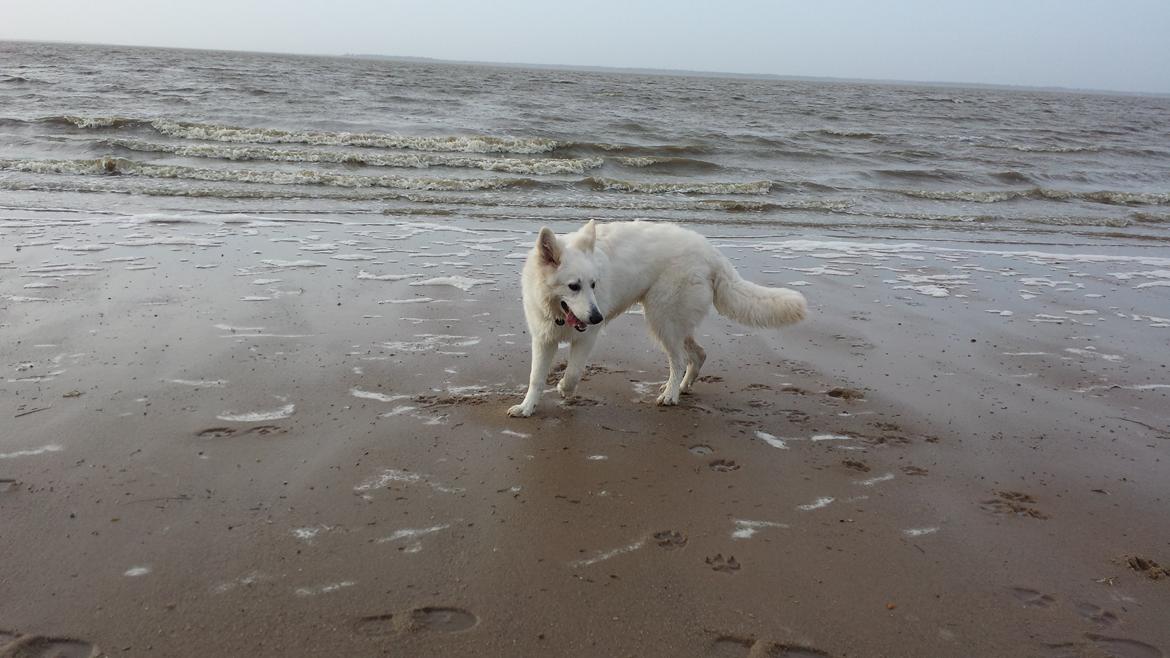 Hvid schæfer Kenzo billede 22