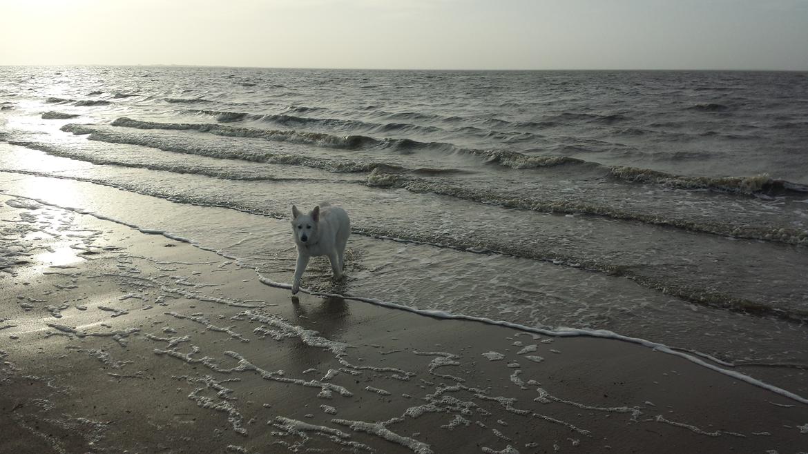 Hvid schæfer Kenzo billede 23