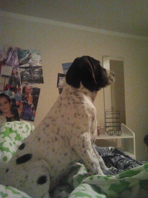 Gammel dansk hønsehund GaGa billede 13