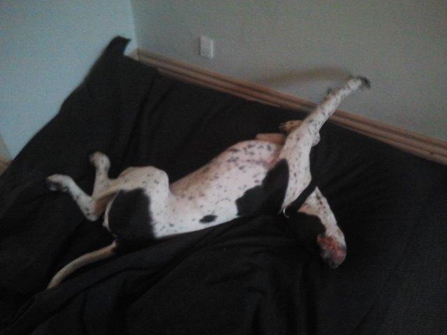 Gammel dansk hønsehund GaGa billede 14