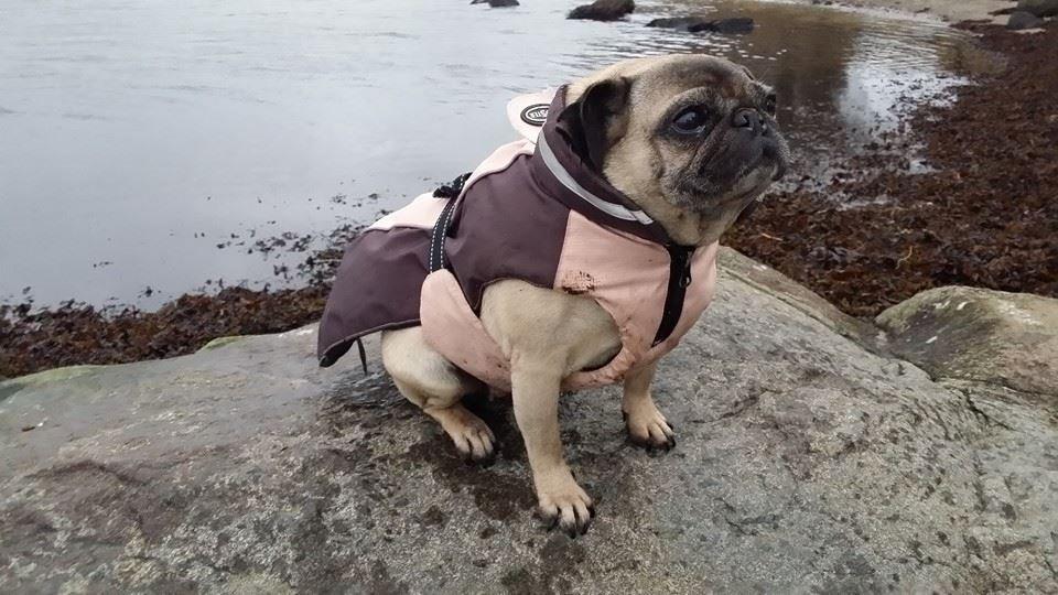 Mops Omichi Vlada *Russisk* - Vlada ved vandet :) hun nyder det ..
 billede 3