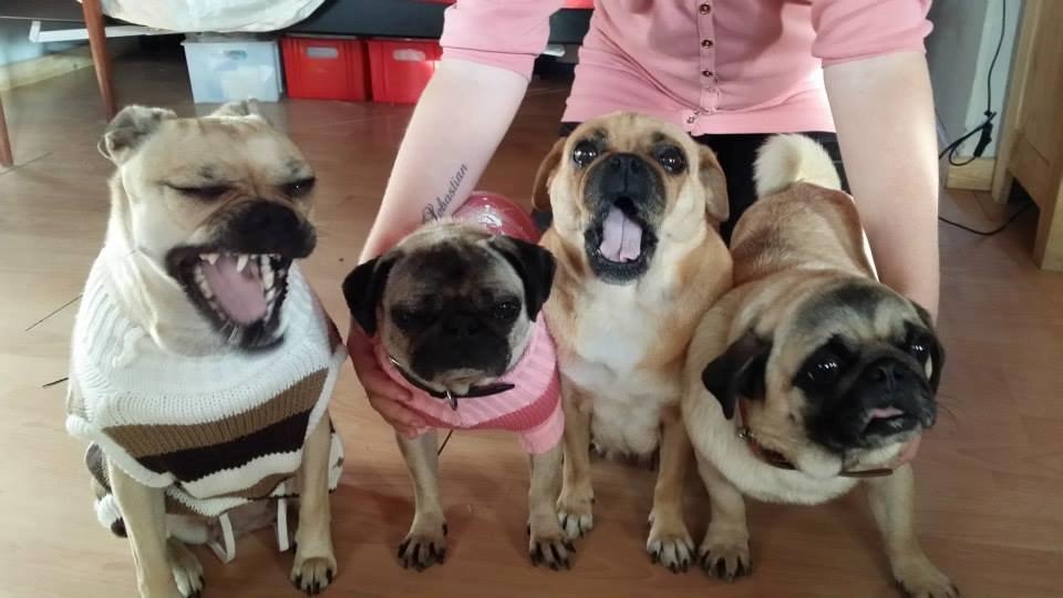 Mops Omichi Vlada *Russisk* - Fra venstre: Molly, Vlada, Bitte, Samson :) 
Alle 4 hunde med en dårlig fortid.  billede 4