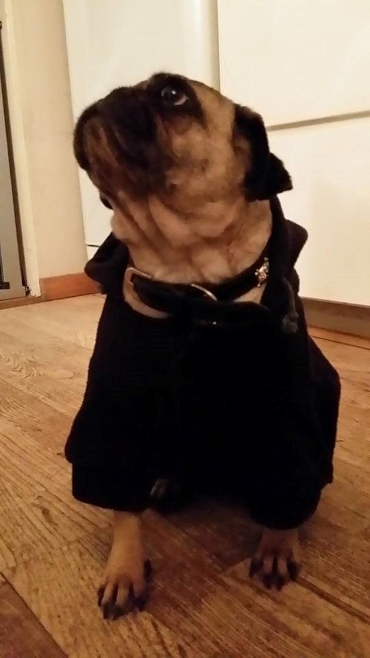 Mops Omichi Vlada *Russisk* billede 6