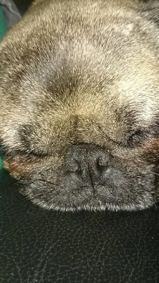 Mops Omichi Vlada *Russisk* billede 7