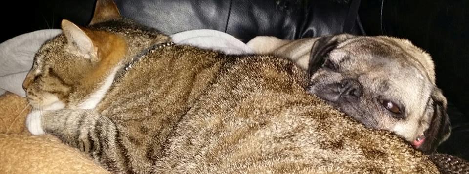 Mops Omichi Vlada *Russisk* billede 8