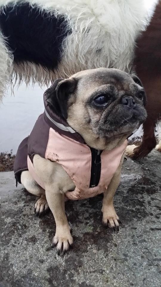 Mops Omichi Vlada *Russisk* billede 9