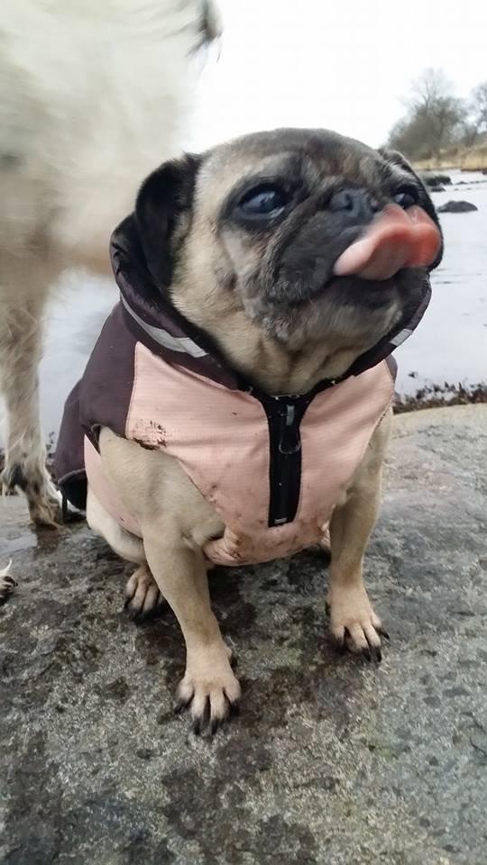 Mops Omichi Vlada *Russisk* billede 12