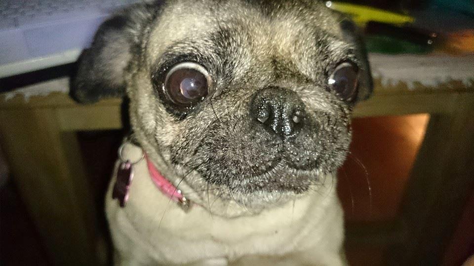 Mops Omichi Vlada *Russisk* - hun kan se farlig ud :) billede 13