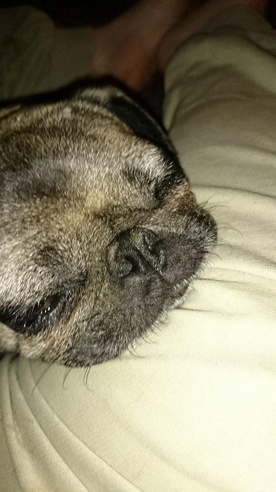 Mops Omichi Vlada *Russisk* billede 14