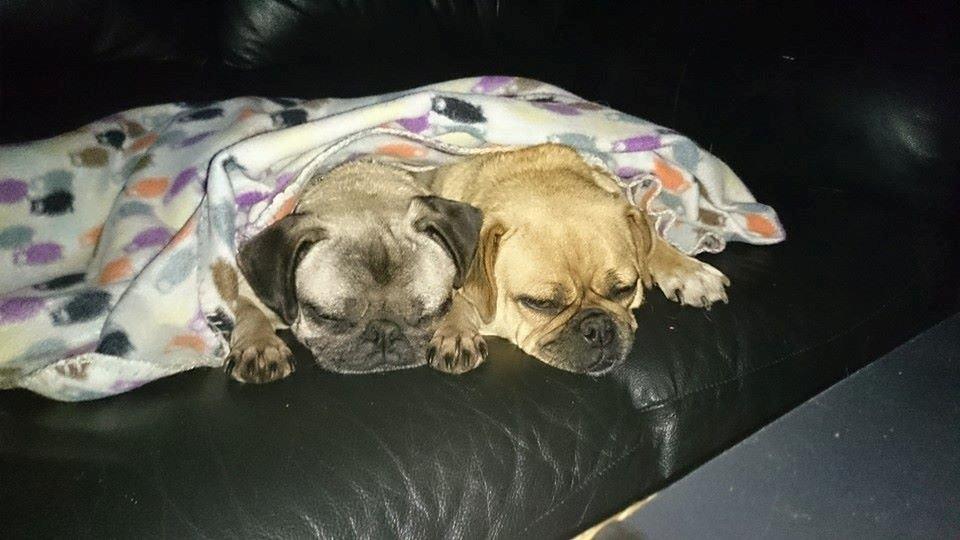 Mops Omichi Vlada *Russisk* billede 15