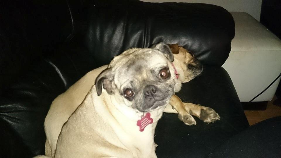 Mops Omichi Vlada *Russisk* billede 16