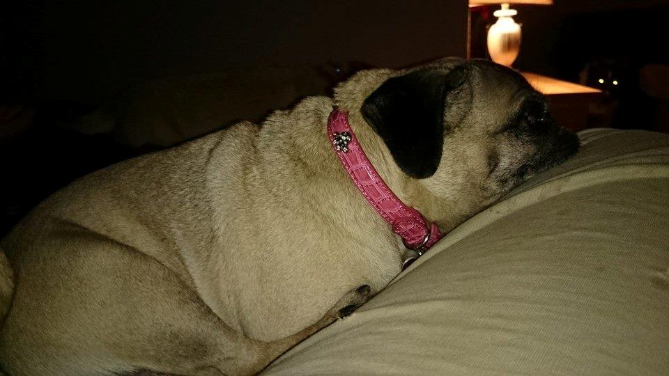 Mops Omichi Vlada *Russisk* billede 17