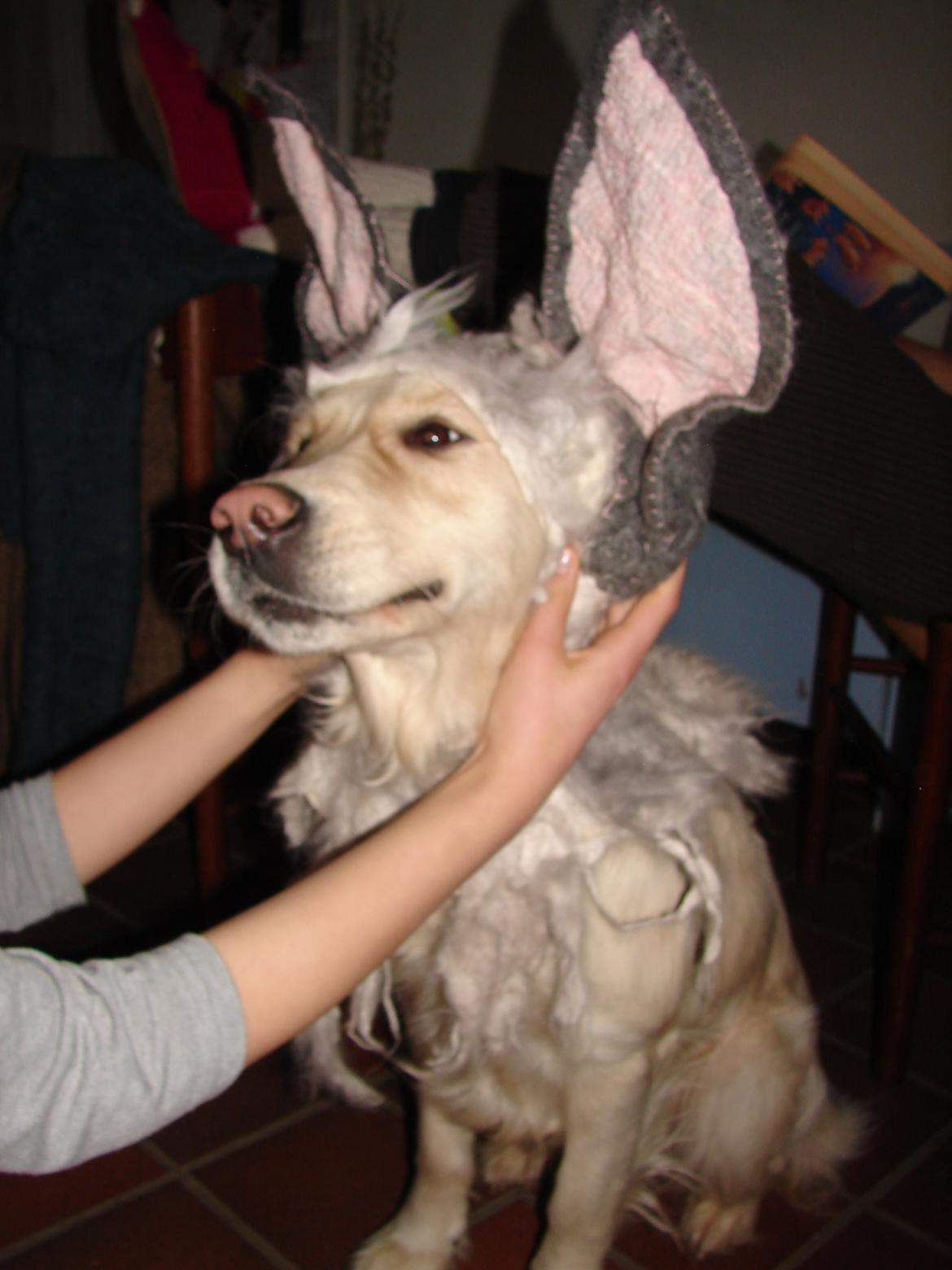 Golden retriever Vesterlands Flora - Som kanin :) billede 12