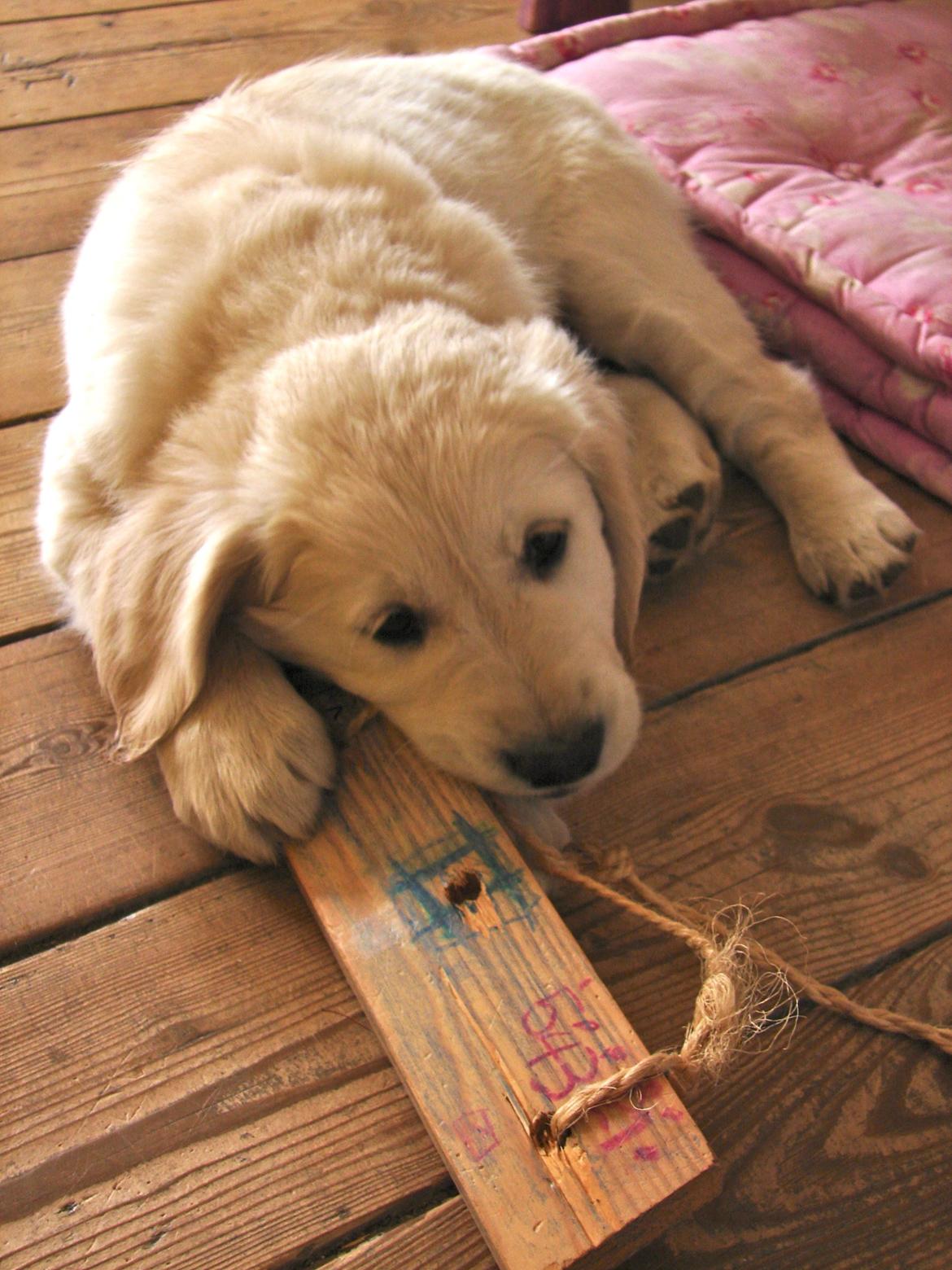 Golden retriever Vesterlands Flora - Gnave gnave billede 7