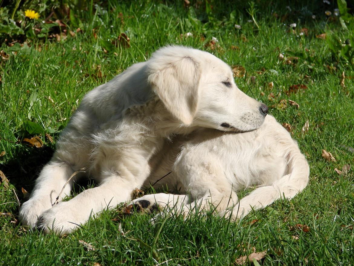 Golden retriever Vesterlands Flora - Velkommen til Flora´s galleri  billede 2