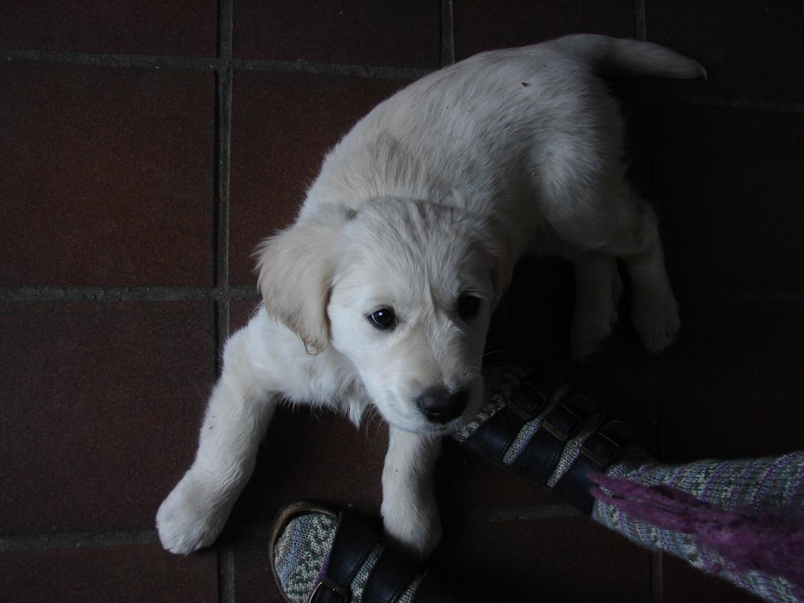 Golden retriever Vesterlands Flora - Jeg ser op til dig  billede 10