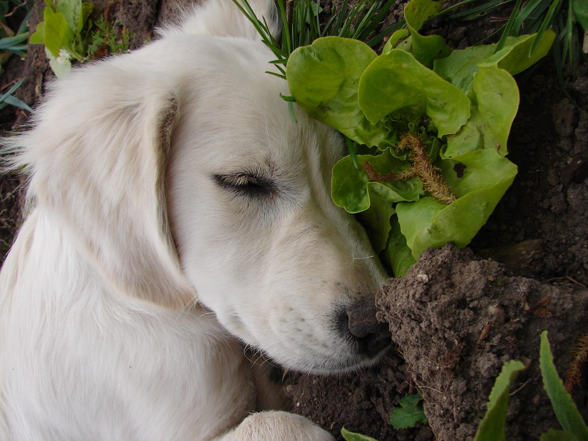 Golden retriever Vesterlands Flora - Zzzzz billede 8