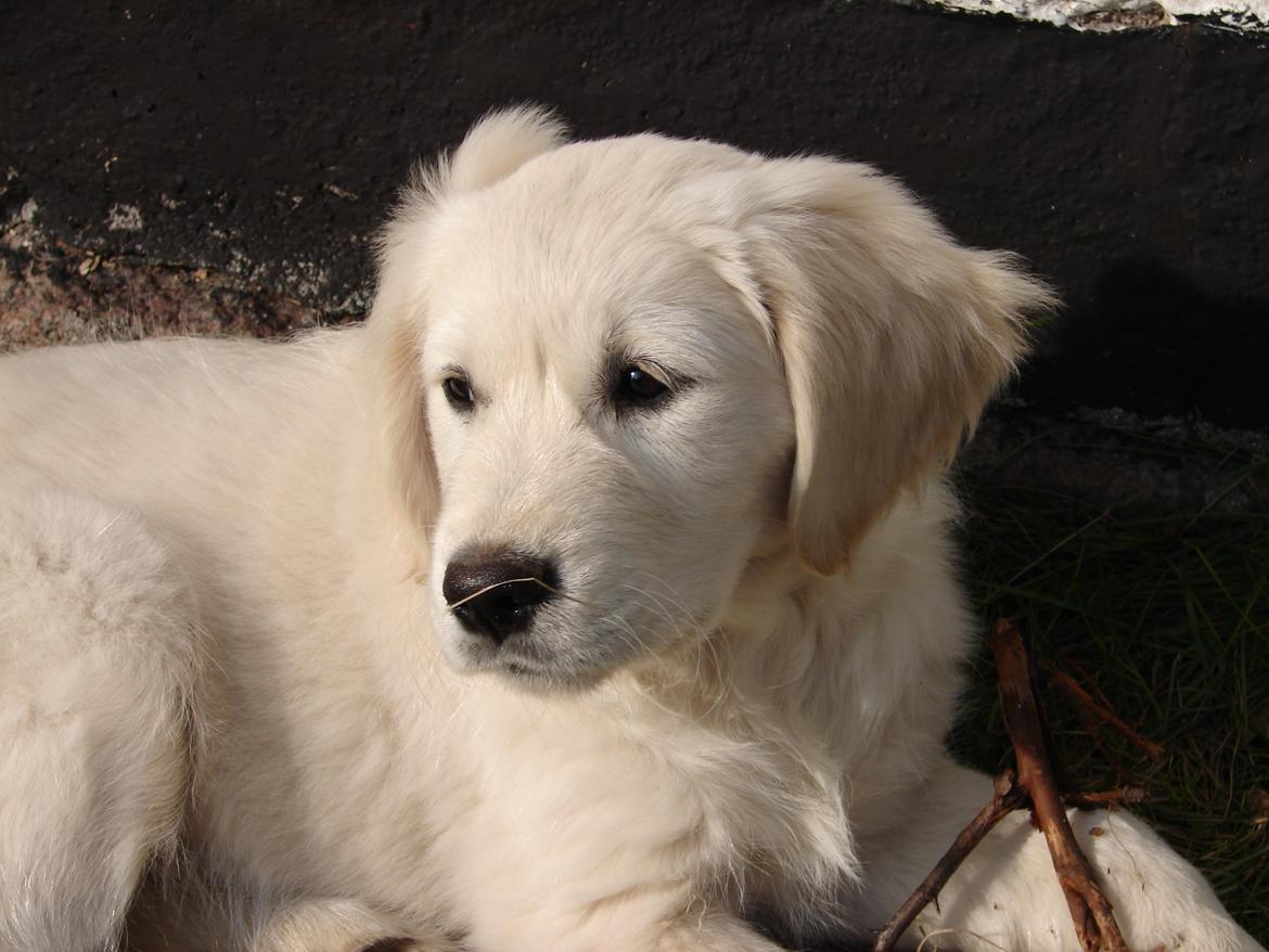 Golden retriever Vesterlands Flora billede 1