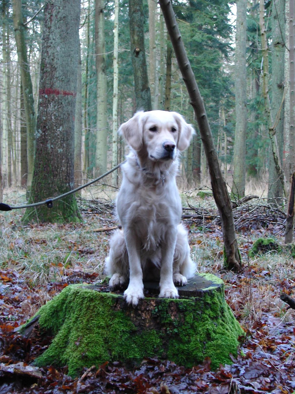 Golden retriever Vesterlands Flora - Smukke Flora  billede 6