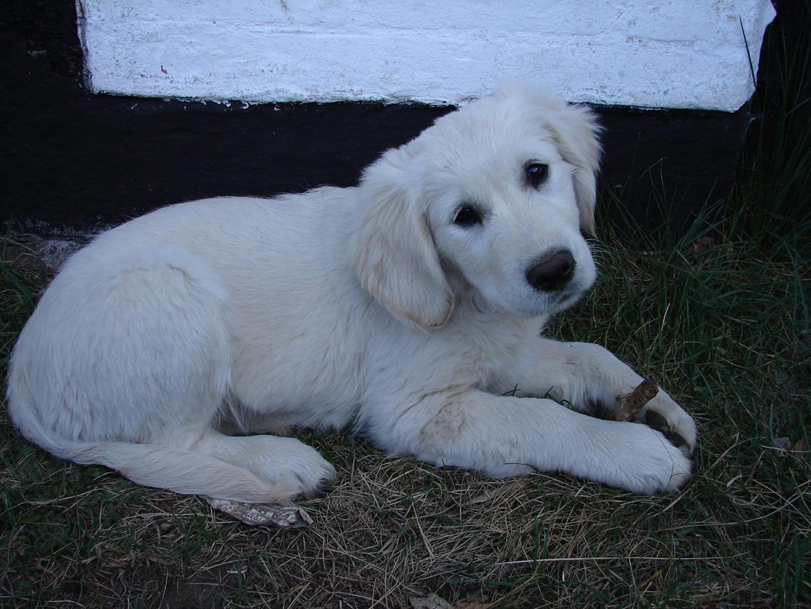 Golden retriever Vesterlands Flora - Hejsa billede 5