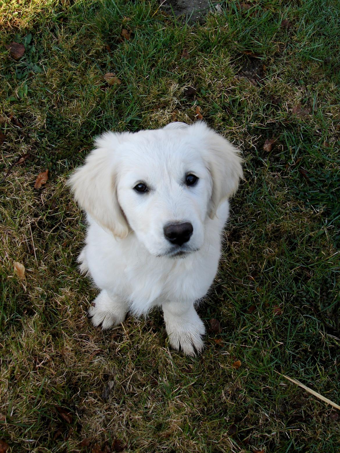 Golden retriever Vesterlands Flora billede 11