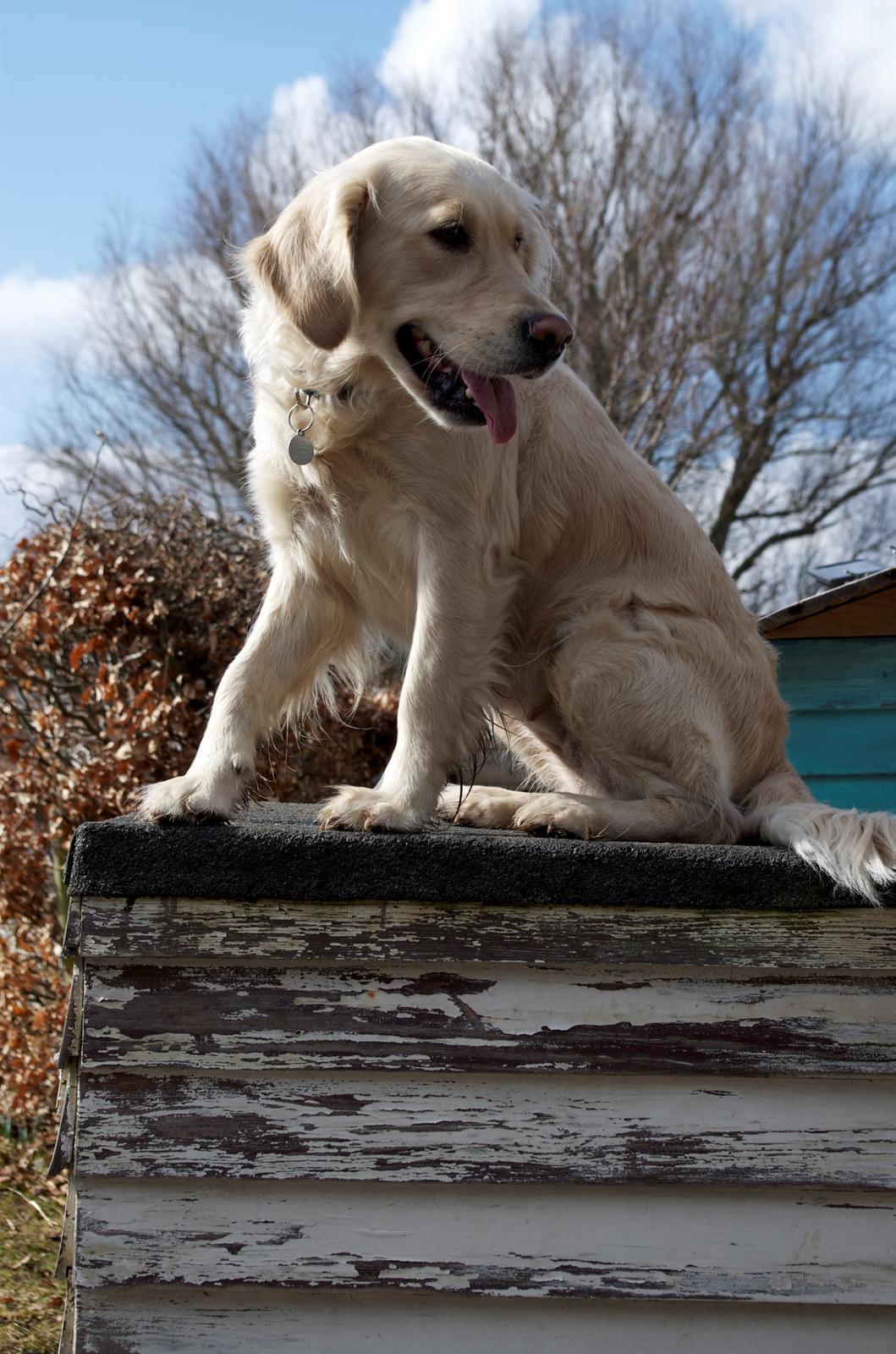 Golden retriever Vesterlands Flora - Er jeg flot? billede 4