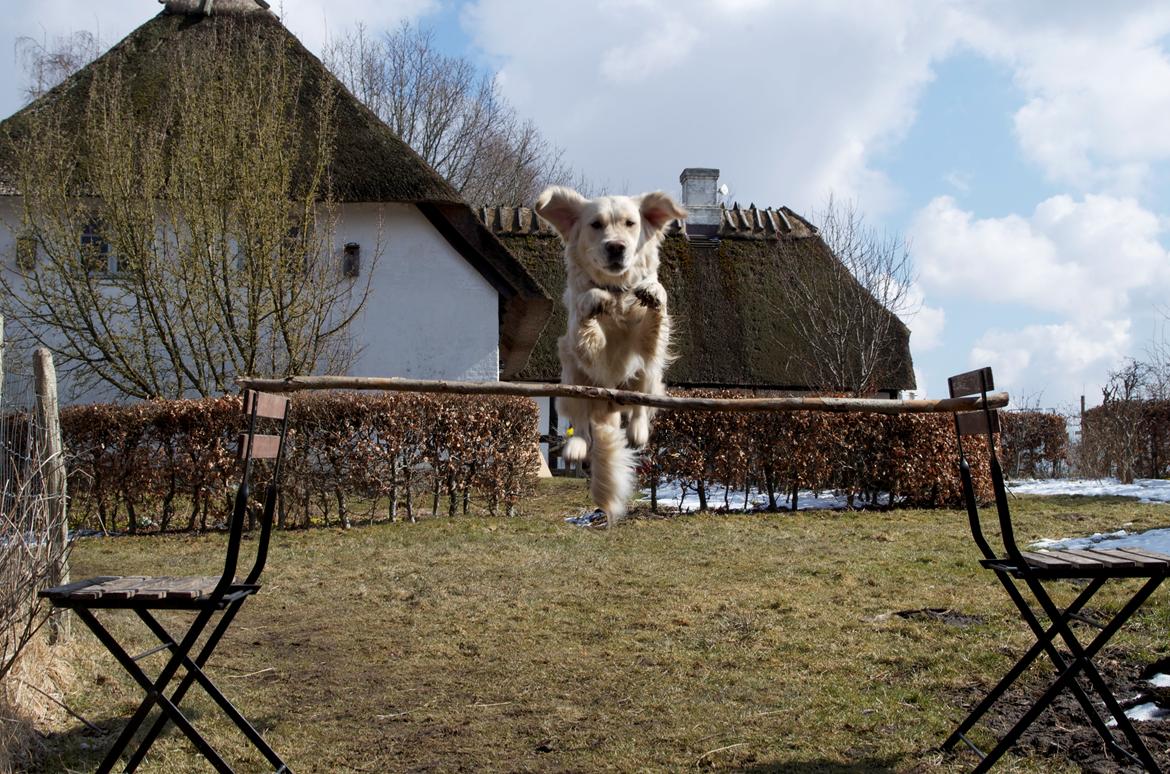 Golden retriever Vesterlands Flora - Høøøjt spring xD billede 3