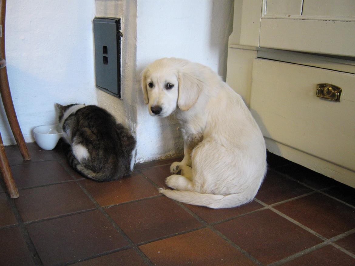 Golden retriever Vesterlands Flora - Min bedste ven ;) billede 9