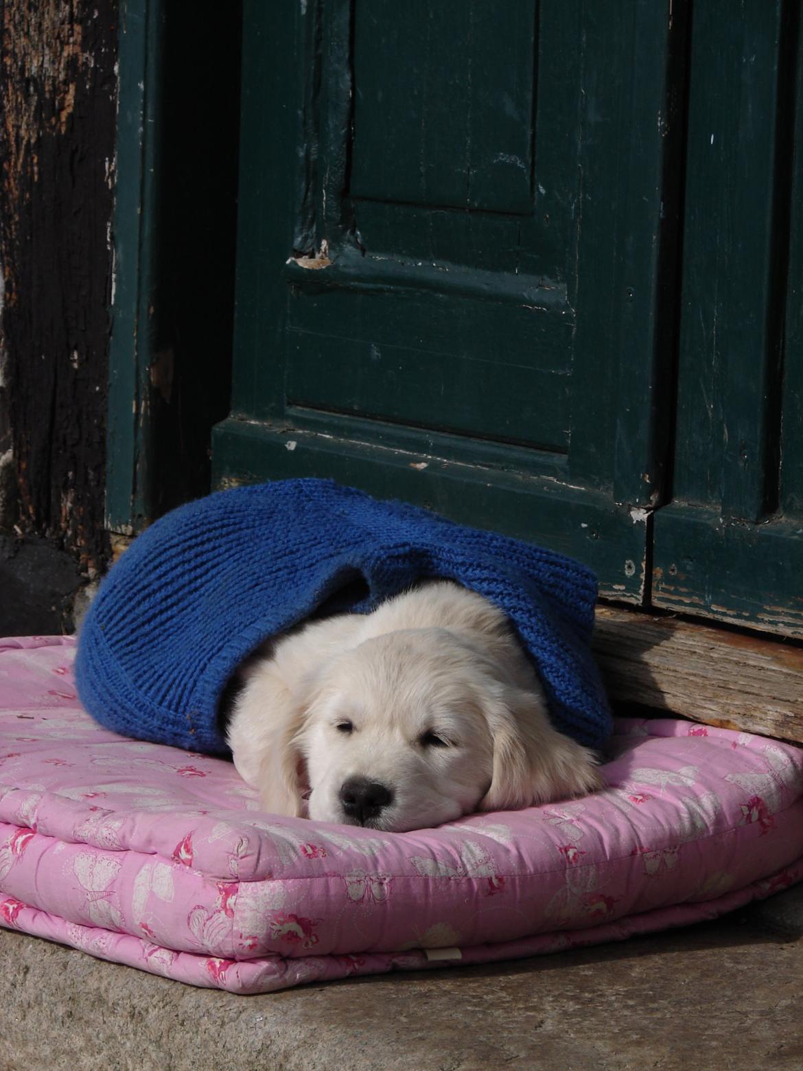 Golden retriever Vesterlands Flora - Sove sove billede 15