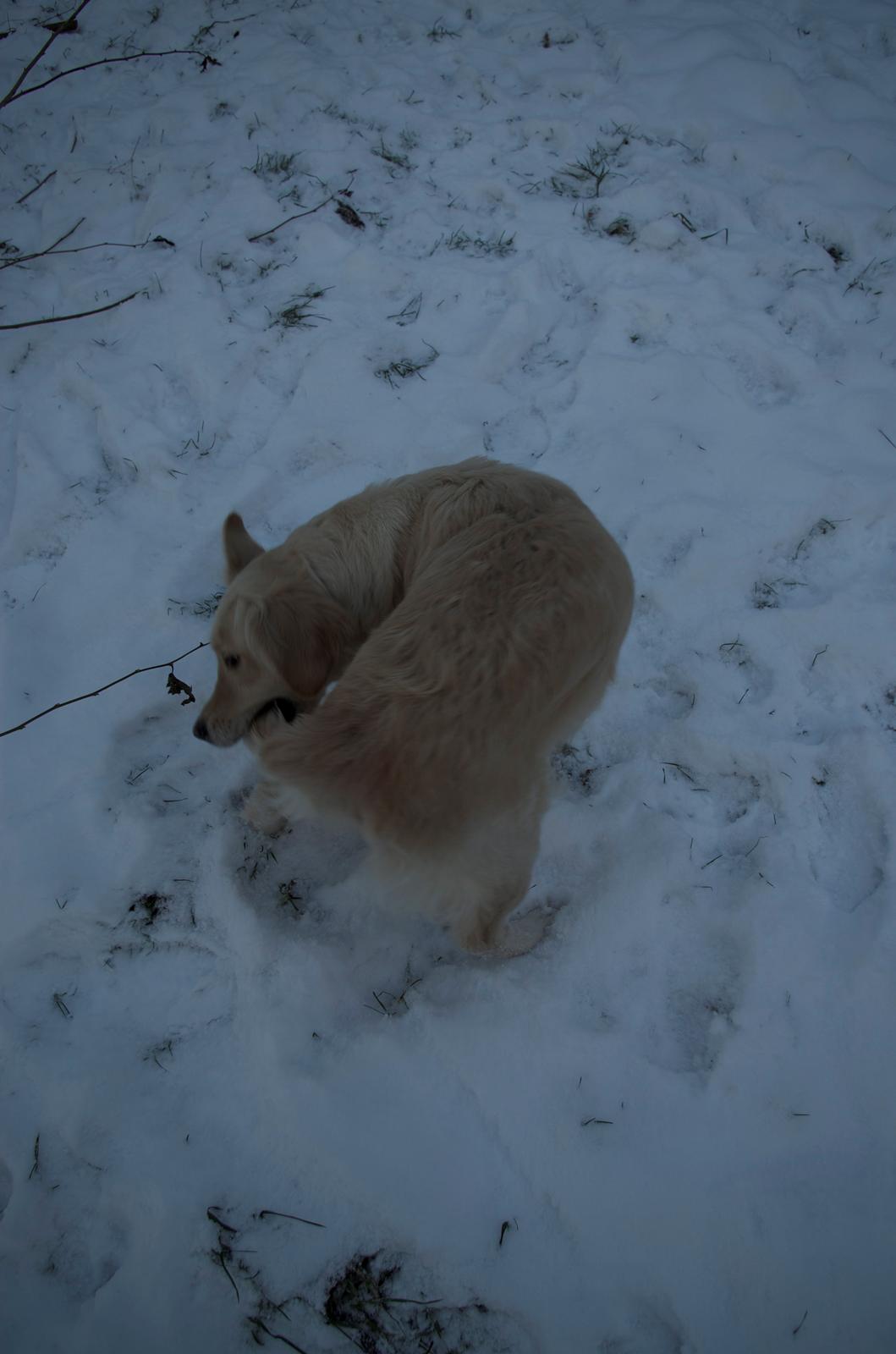 Golden retriever Vesterlands Flora - Jeg kan fange min hale xD billede 17