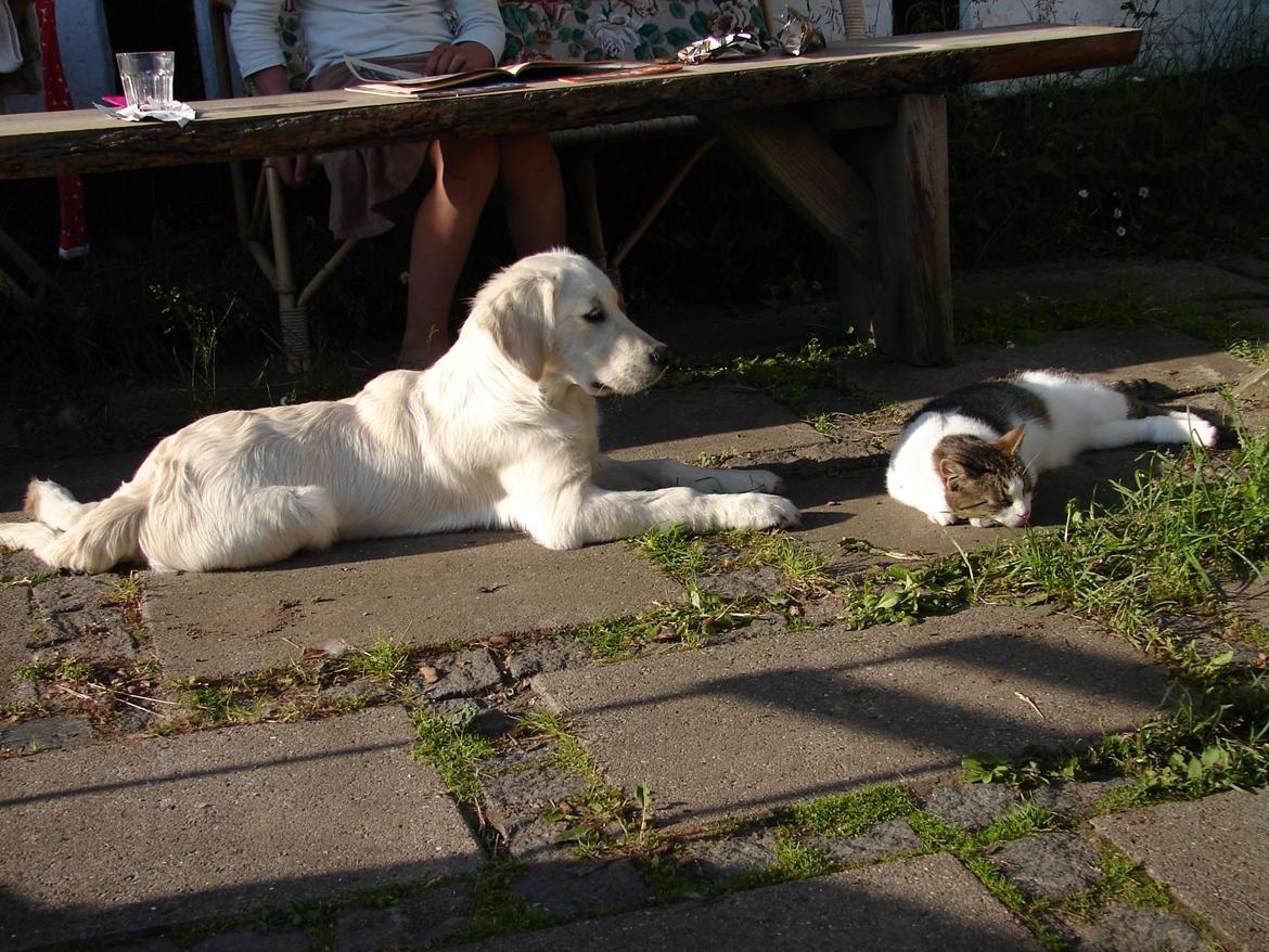 Golden retriever Vesterlands Flora - Vågn så op :/ billede 16
