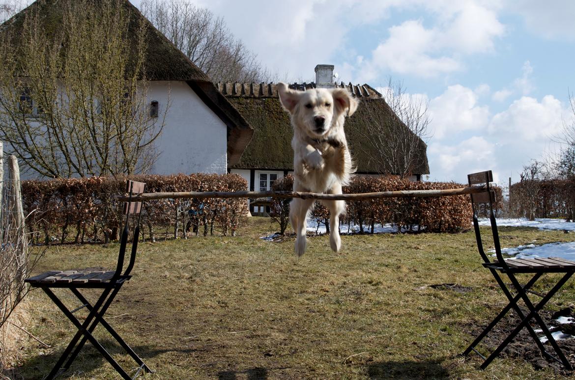 Golden retriever Vesterlands Flora billede 13