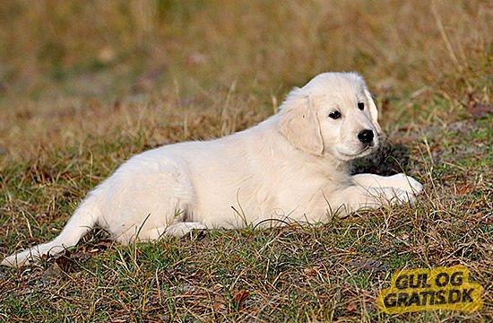 Golden retriever Kenzo - Et lille model billede af min bedste ven<3 billede 8