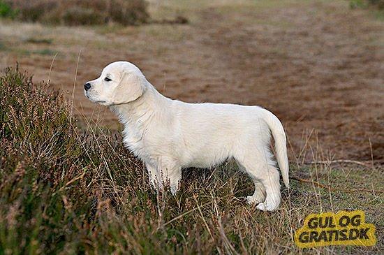 Golden retriever Kenzo - kenzo <3 billede 9