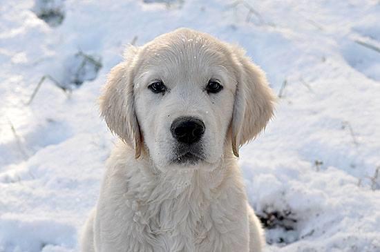 Golden retriever Kenzo - kenzo i sne :) billede 1