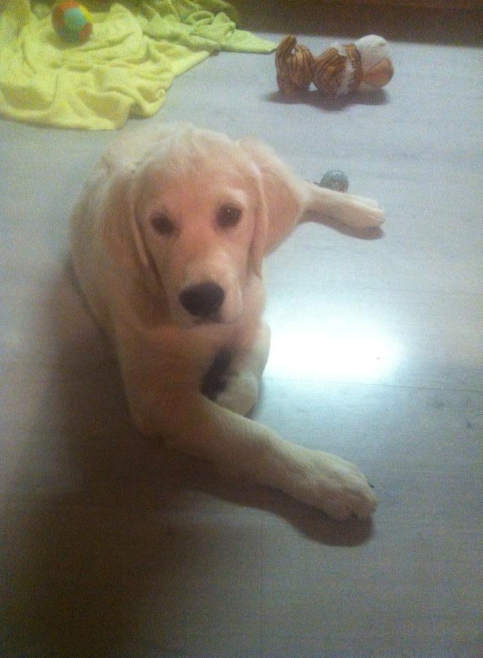 Golden retriever Kenzo - kenzo :) billede 7