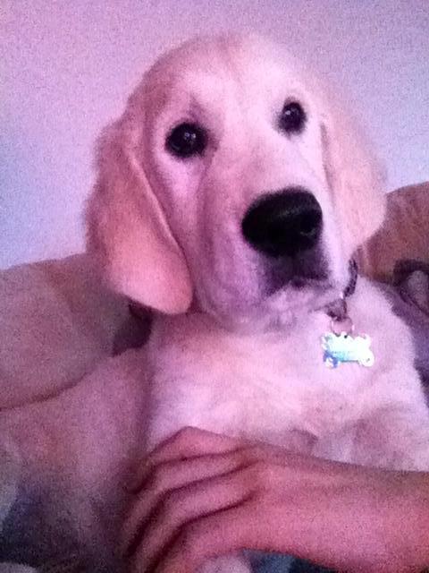 Golden retriever Kenzo - tv hygge :)
Han elsker dyre programmer <3 billede 6