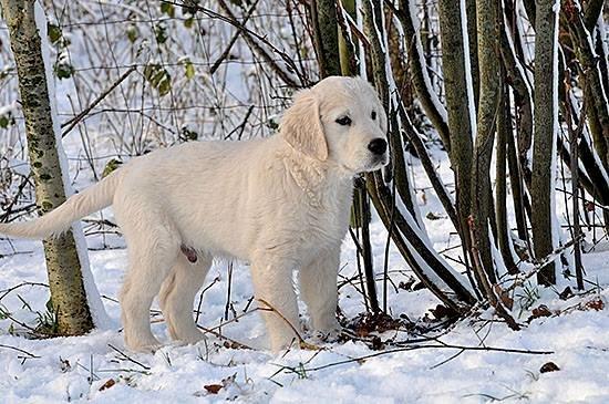 Golden retriever Kenzo - kenzo i sne :) billede 2