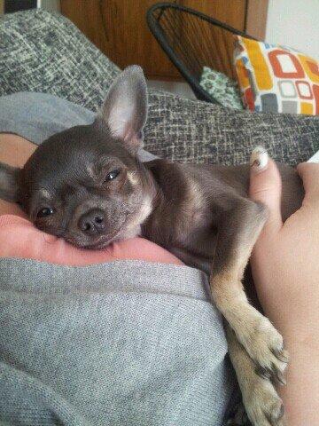 Chihuahua Arnold billede 21