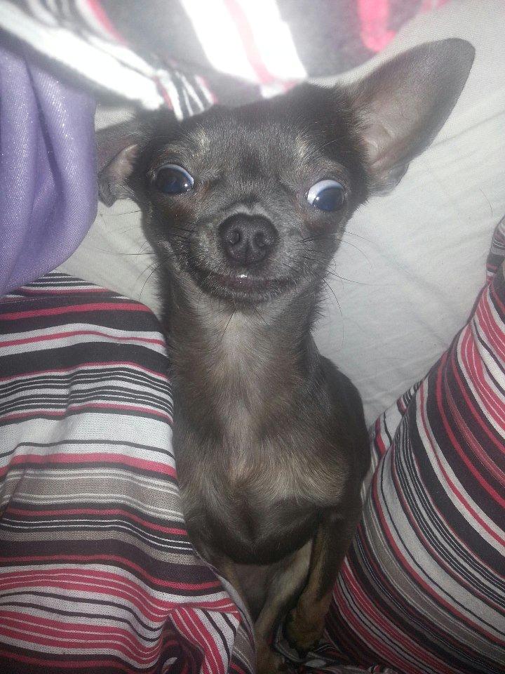 Chihuahua Arnold - I cannot brain today, I haz the dumb billede 1