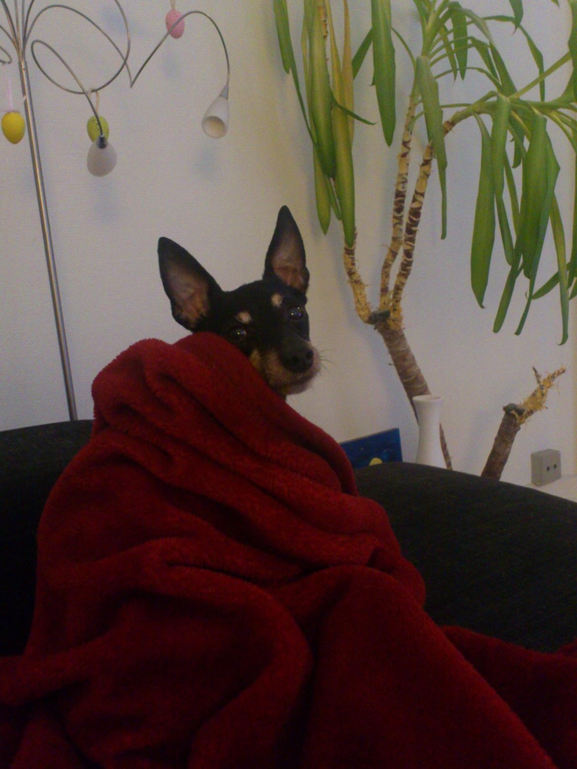 Dvaergpinscher  Rødkildes Tjalfe - Tjalfe 7 år og 11 måneder R.I.P. Vil aldrig glemme dig. 
Vil altid have en plads i mit hjerte billede 1