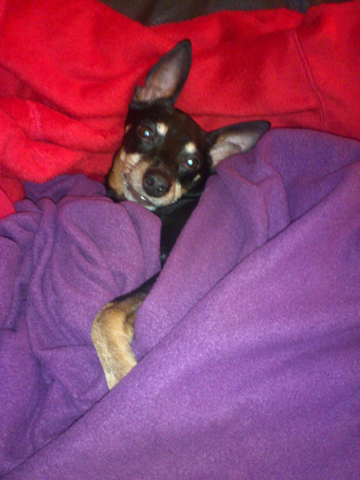 Dvaergpinscher  Rødkildes Tjalfe - Et af de sidste billeder jeg fik taget af ham inden han gik bort billede 2